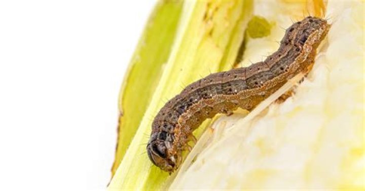 Will grub ex kill army worms?