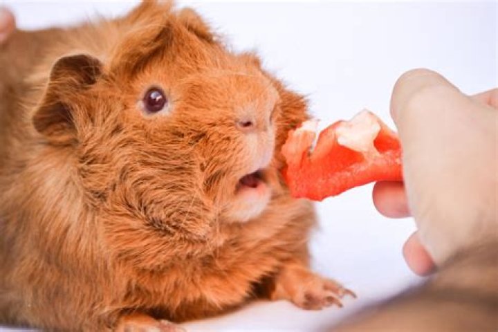 Will guinea pigs bite?