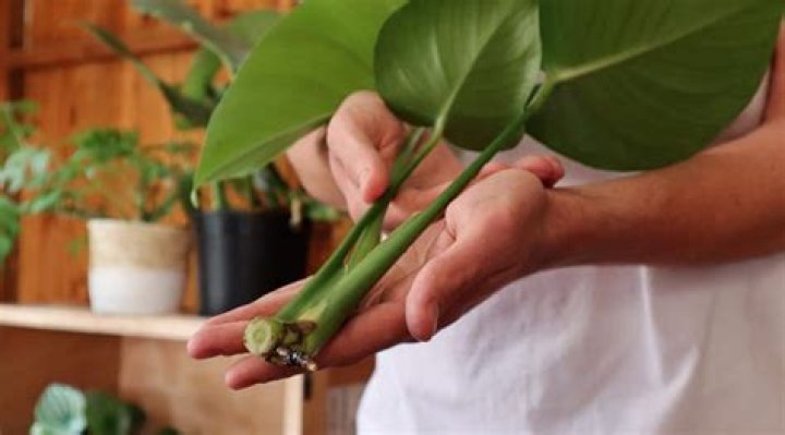 Will hebes root in water?