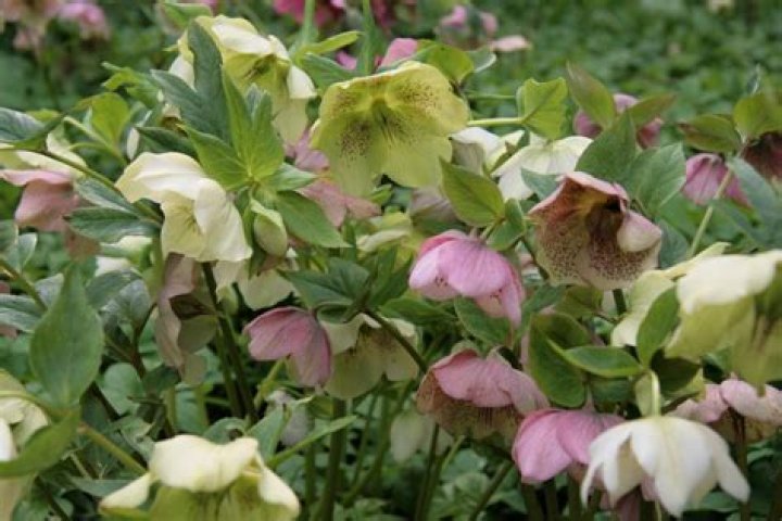 Will hellebores grow in full shade?