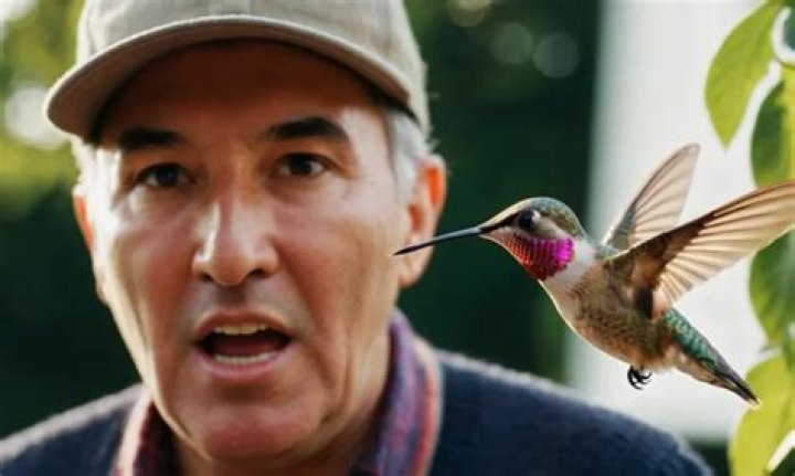 Will hummingbirds attack humans?