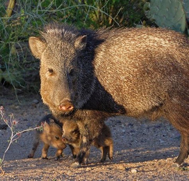 Will javelinas attack humans?