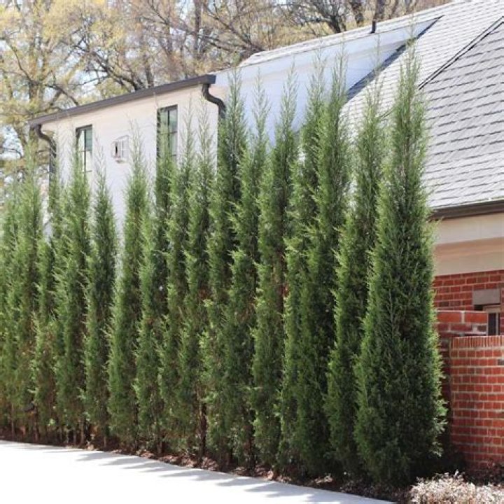 Will juniper grow in shade?