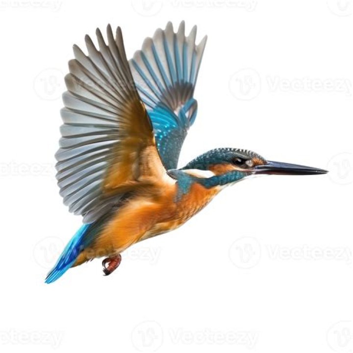 Will kingfisher fly again?