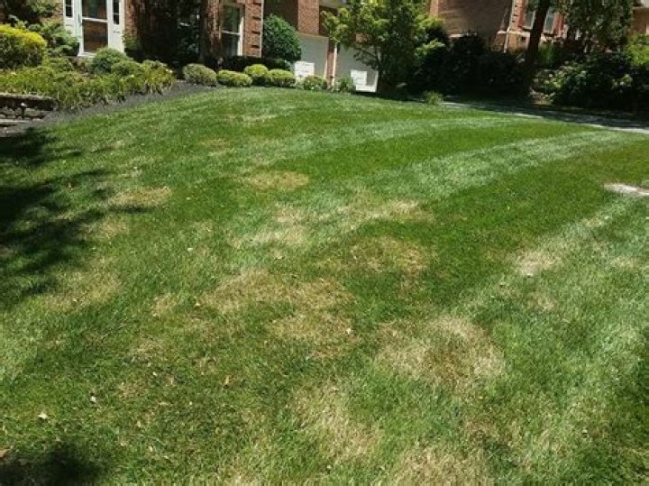 Will lawn come back after drought?