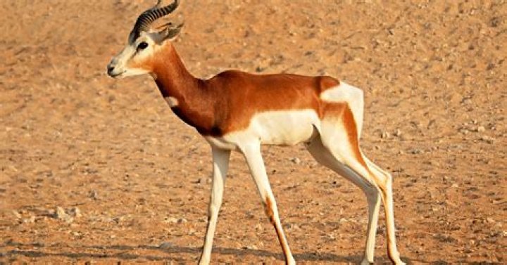 Will lions eat antelope?
