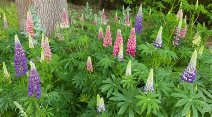 Will lupines self seed?