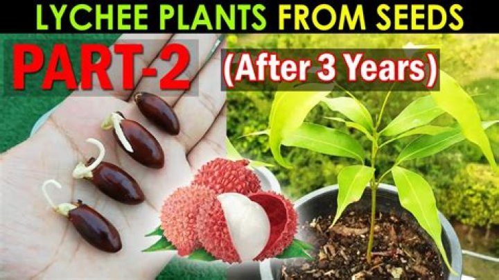 Will lychee grow from seed?