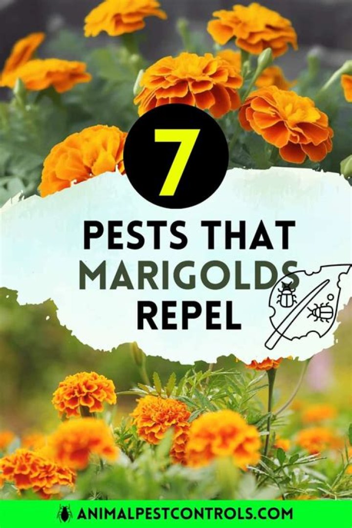Will marigolds keep pests away?
