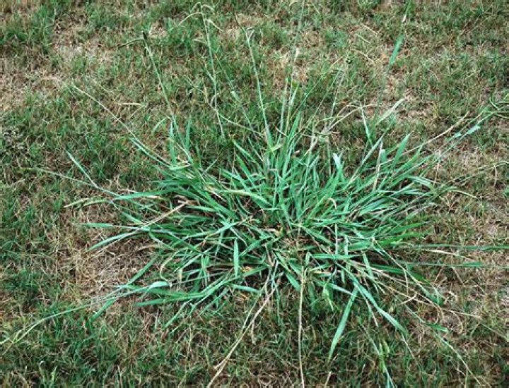 Will mesotrione kill grass?