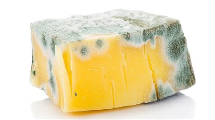 Will moldy cheese make you sick?