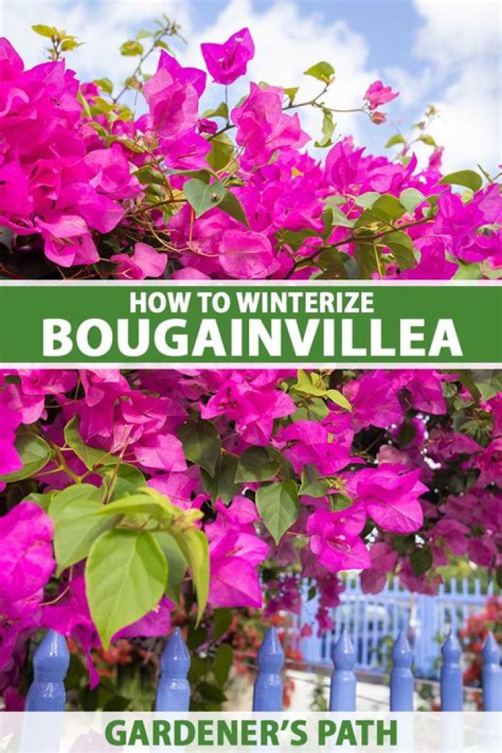 Will my bougainvillea come back?