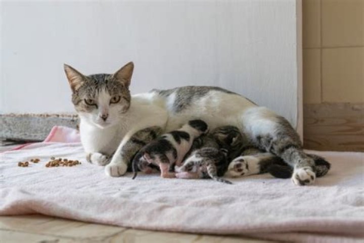 Will my cat warm up to a kitten?