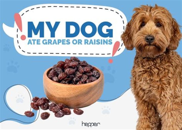 Will my dog die from eating raisins?