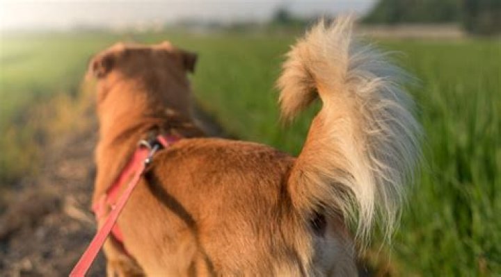 Will my dog's tail stay curled?