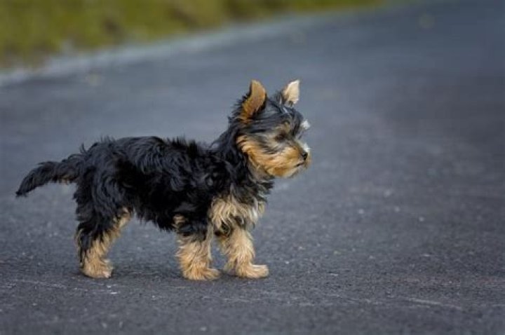 Will my yorkie stay black and tan?