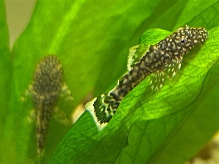 Will neons eat bristlenose fry?