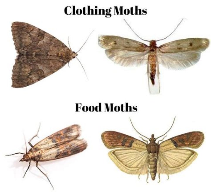 Will pantry moths make you sick?