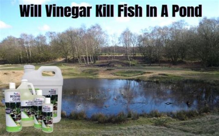 Will pond dye kill fish?