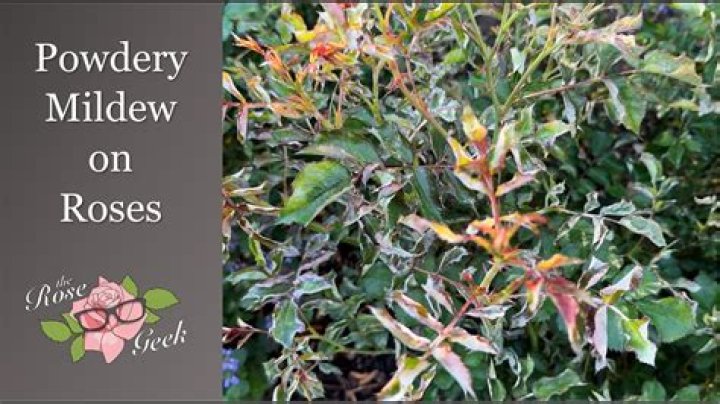 Will powdery mildew go away?