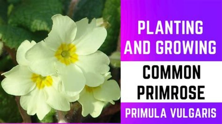 Will primulas grow in shade?