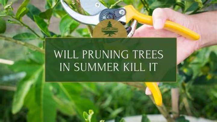 Will pruning a tree in summer kill it?