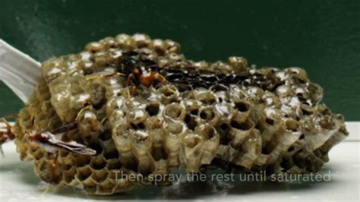 Will raid kill wasps?