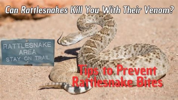 Will rattlesnake venom kill you?