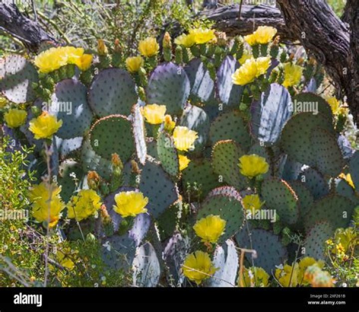 Will remedy kill prickly pear cactus?