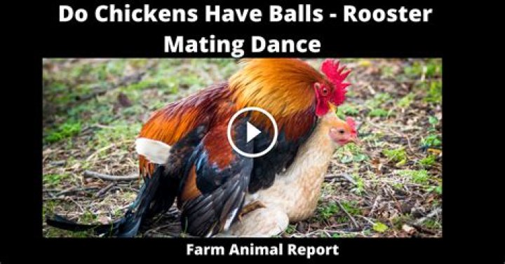 Will roosters kill hens?