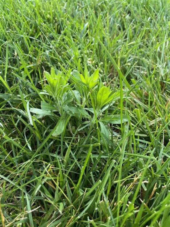 Will roundup kill horseweed?