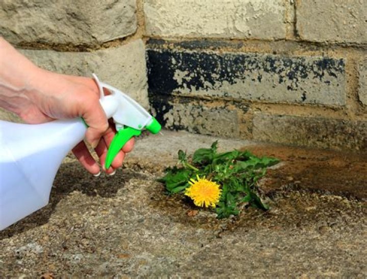 Will salt kill weeds?