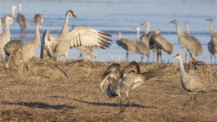Will sandhill cranes attack dogs?