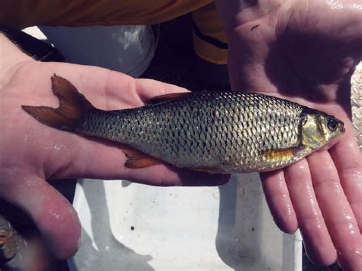 Will shiners take over a pond?
