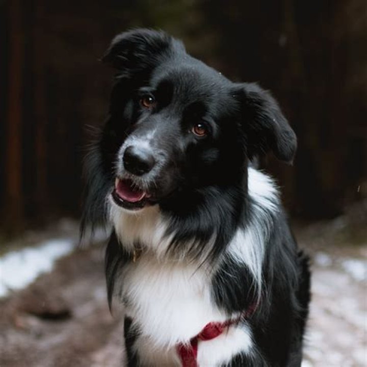 Will spayed hurt my dog?