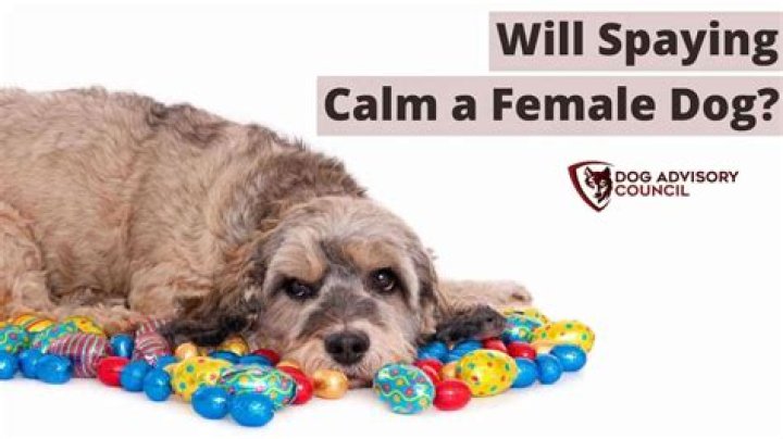 Will spaying calm a female dog?