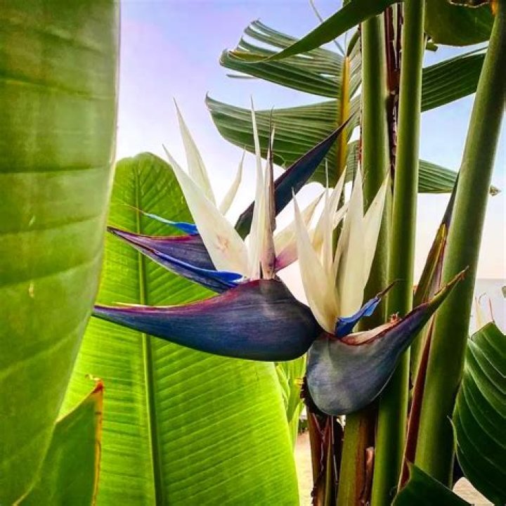Will strelitzia grow without roots?