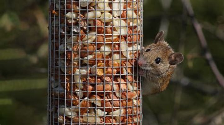 Will suet feeders attract rats?