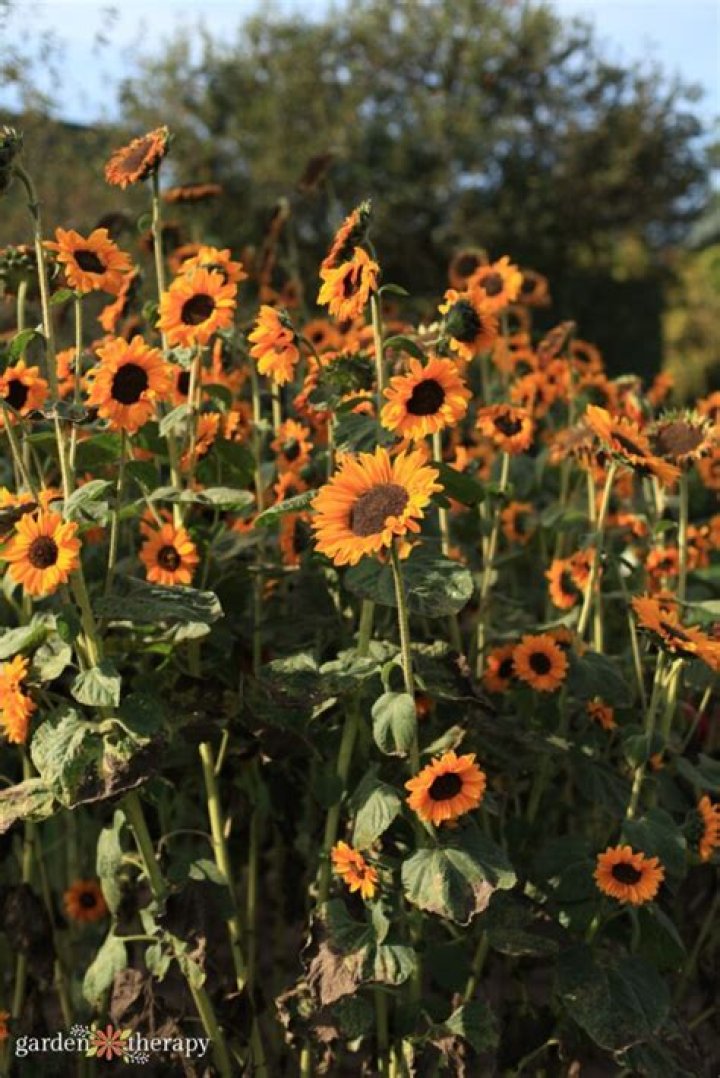Will sunflowers grow in shade?