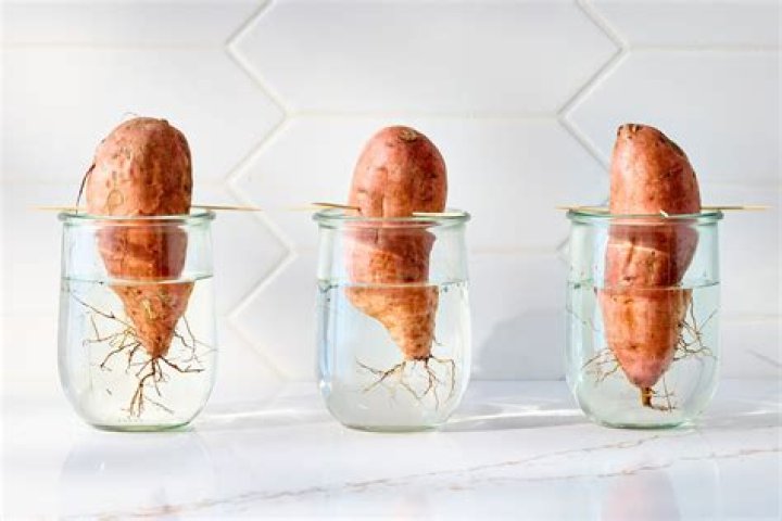 Will sweet potatoes float on water?