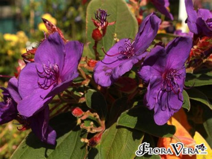 Will tibouchina grow from a cutting?