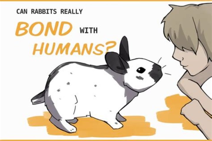 Will two male rabbits bond?