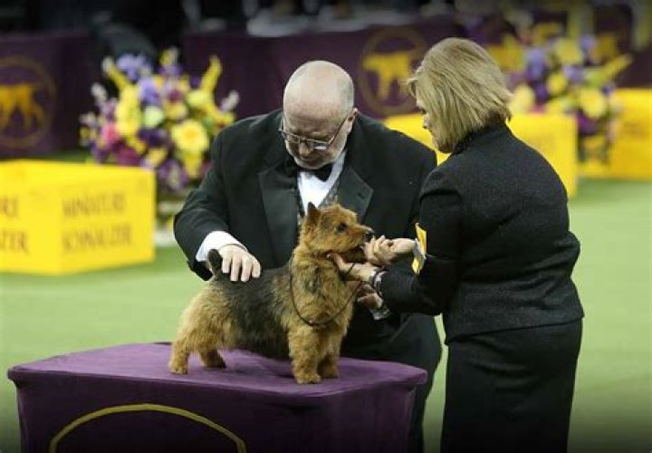 Will westminster dog show be rebroadcast?