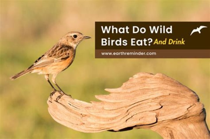 Will wild birds eat lard?
