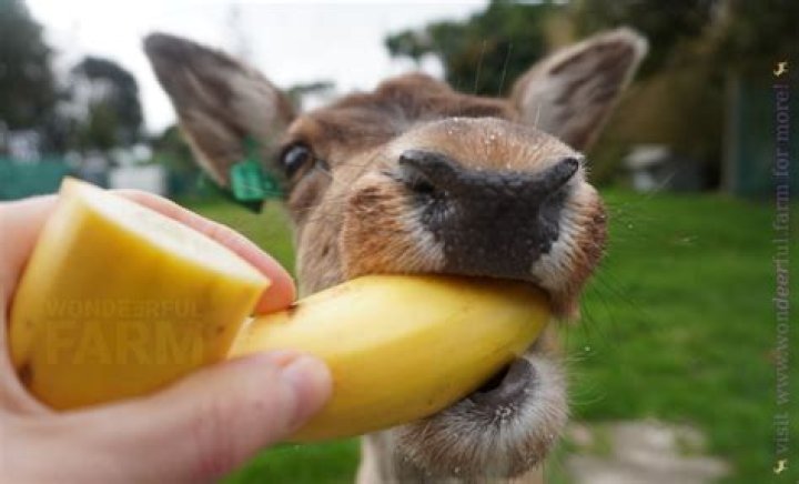 Will wildlife eat bananas?