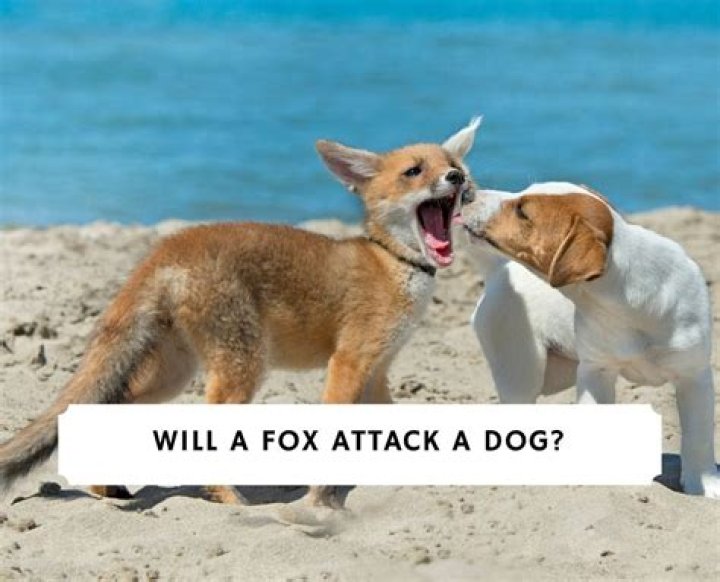 Would a fox attack a small dog?