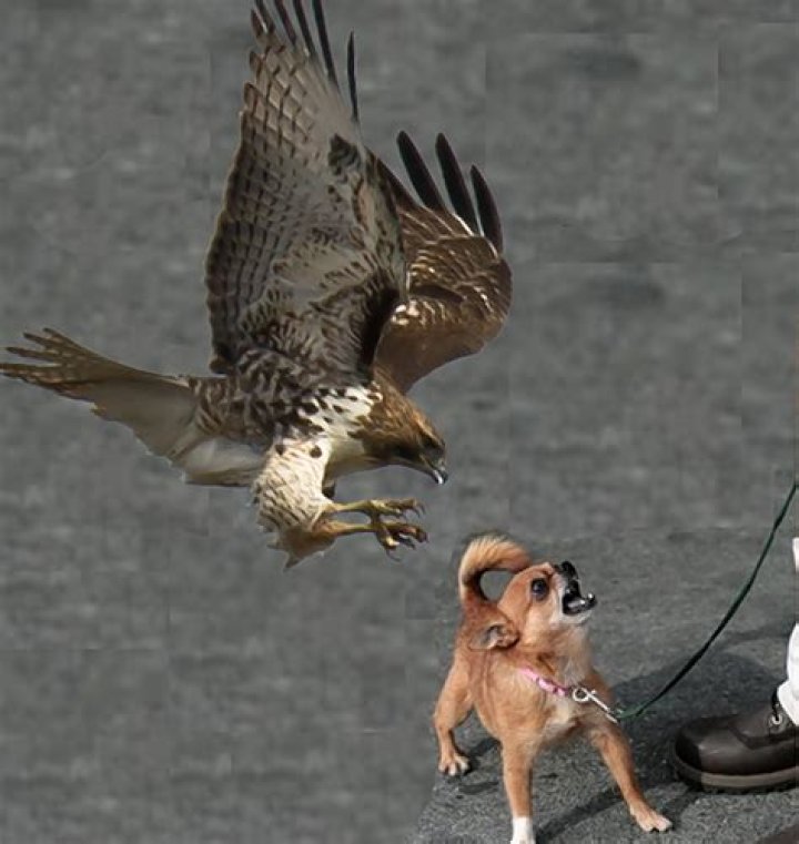Would a hawk take a small dog?