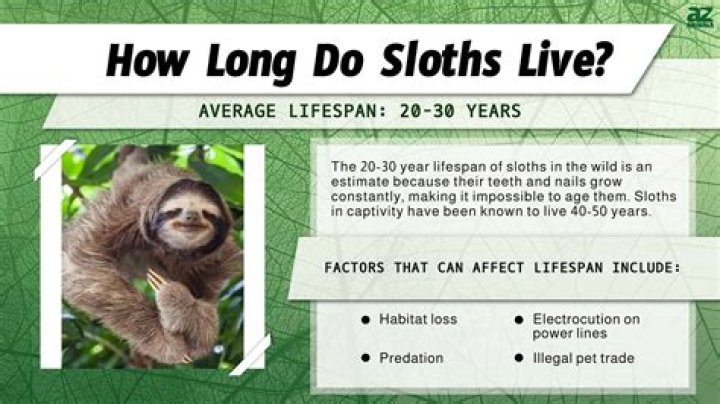 Would a sloth kill you?