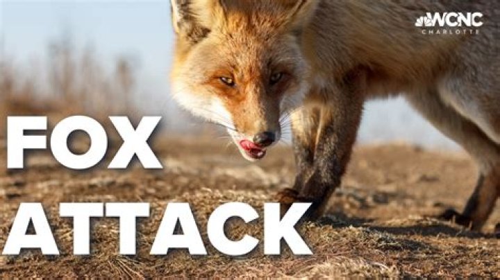 Would an urban fox attack a dog?
