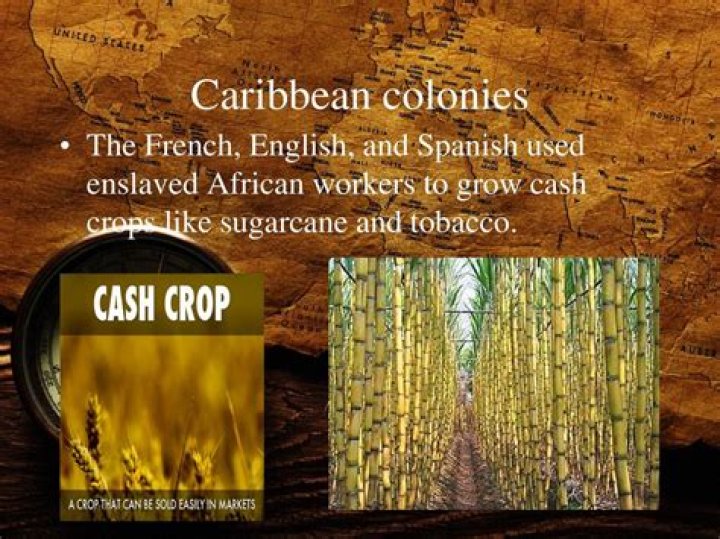 Would colonies had cash crops?